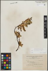 Foto von Salix kitaibeliana Willd.
